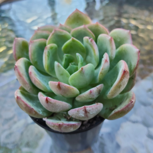 Echeveria 'Apple Pie'