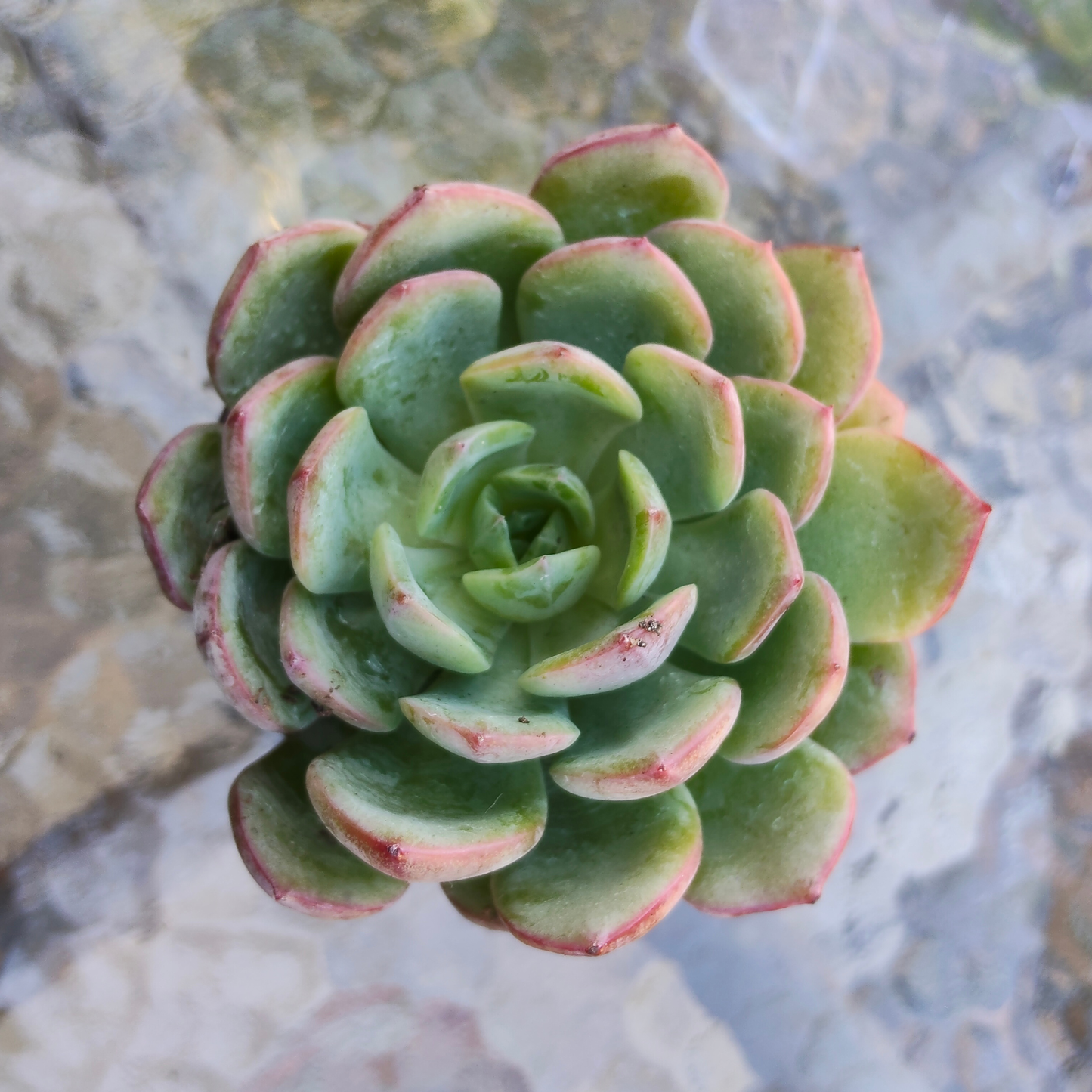 Echeveria 'Apple Pie'