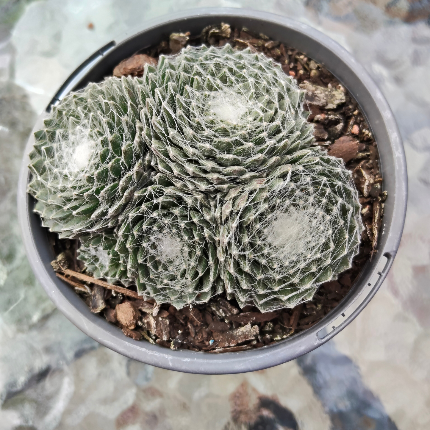 Sempervivum 'Arctic White'