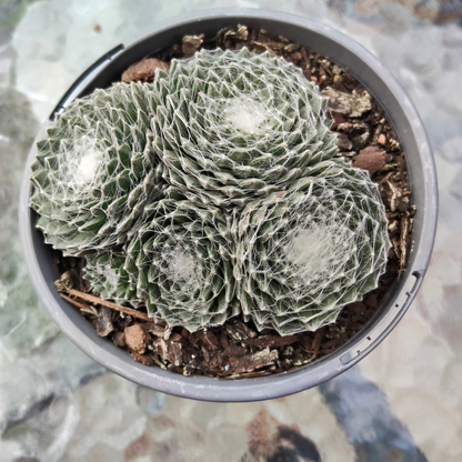 Sempervivum 'Arctic White'