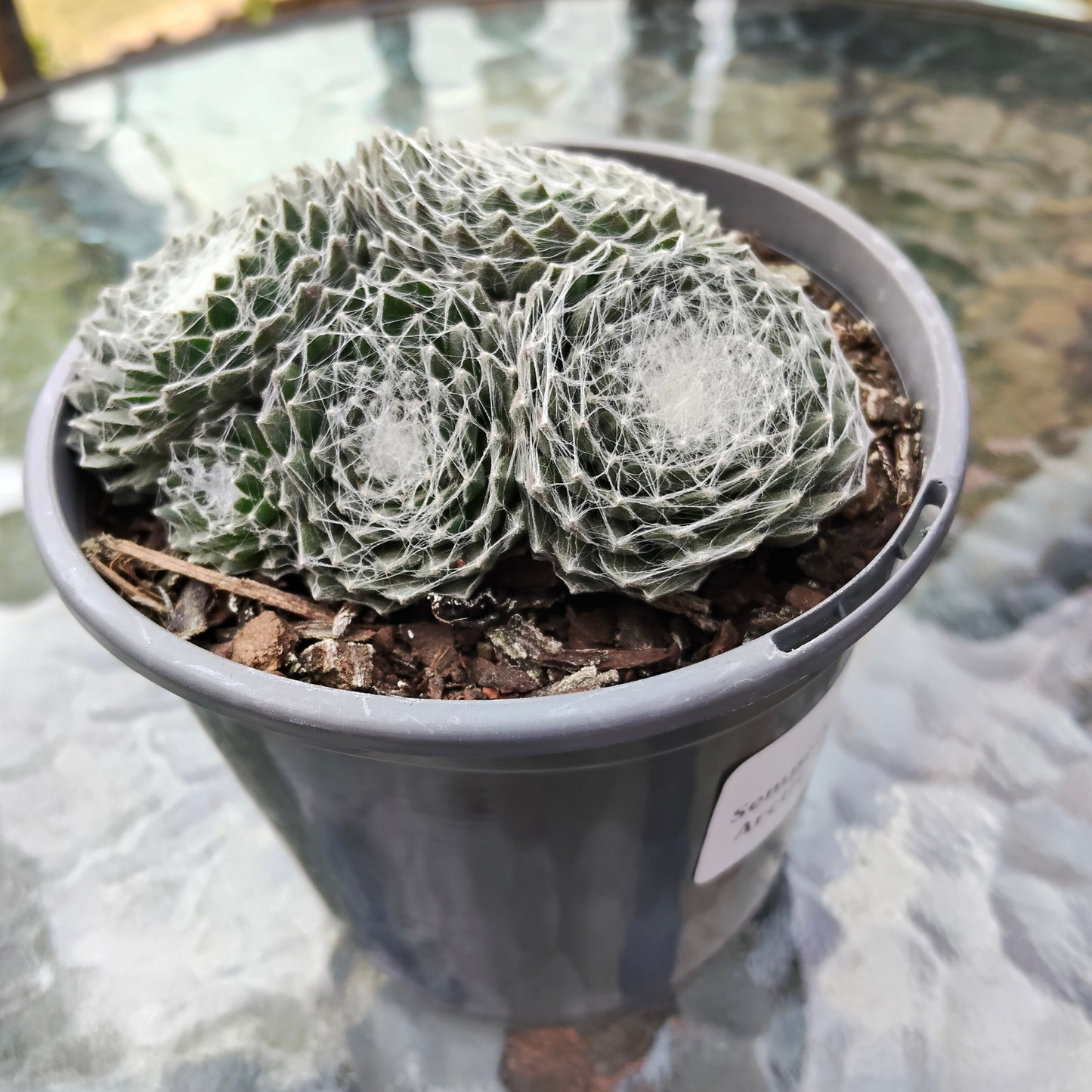Sempervivum 'Arctic White'