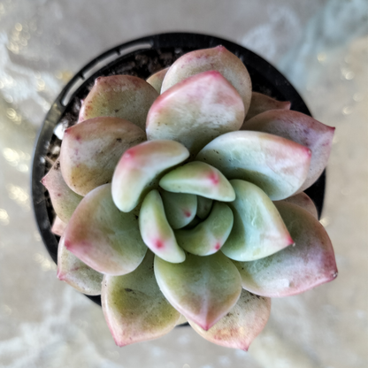 Echeveria 'Aromatherapy'