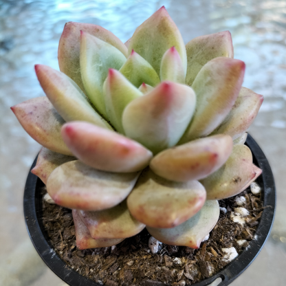 Echeveria 'Aromatherapy'