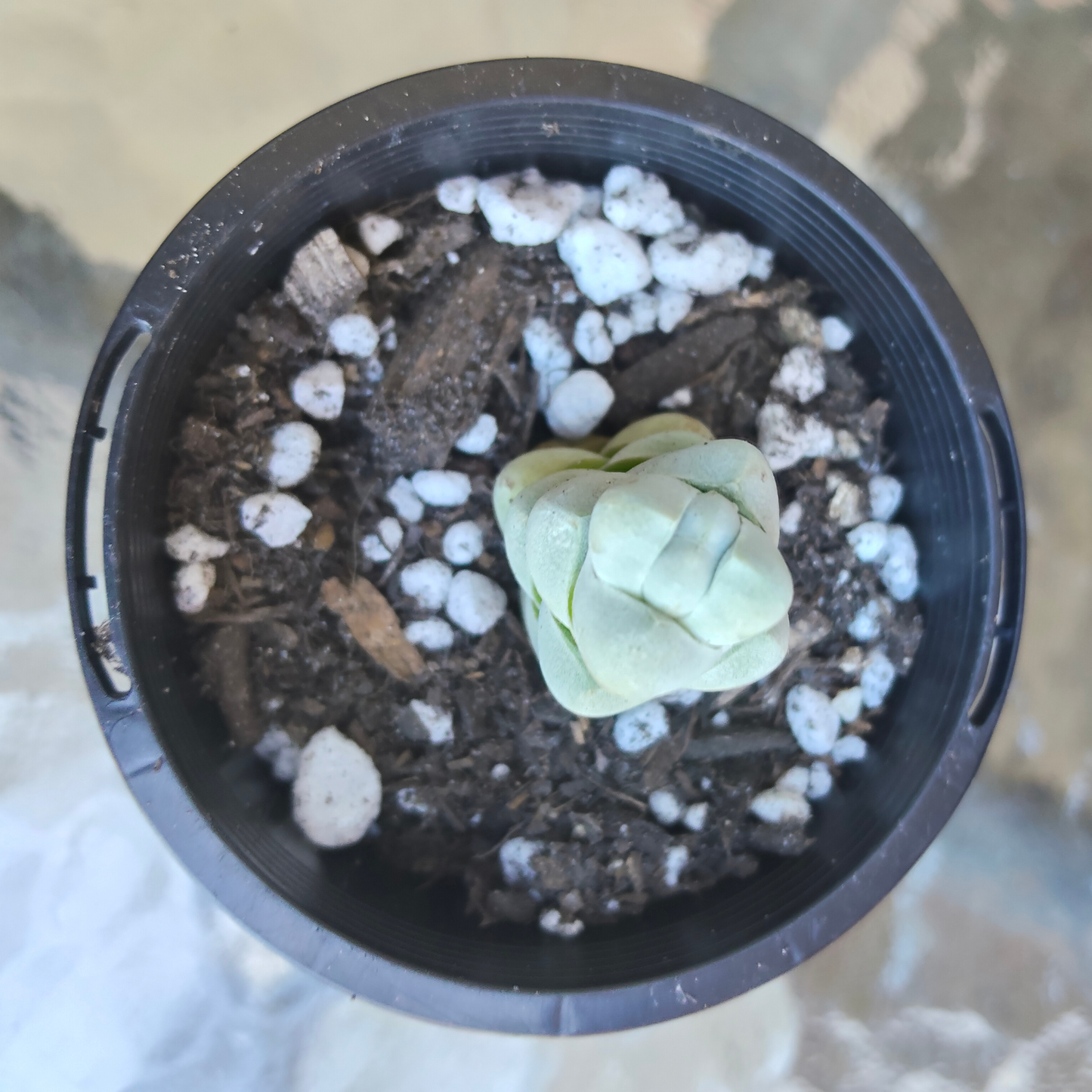 Crassula arta (small)