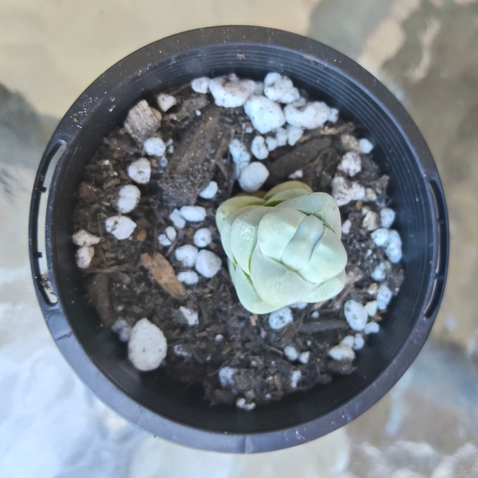 Crassula arta (small)