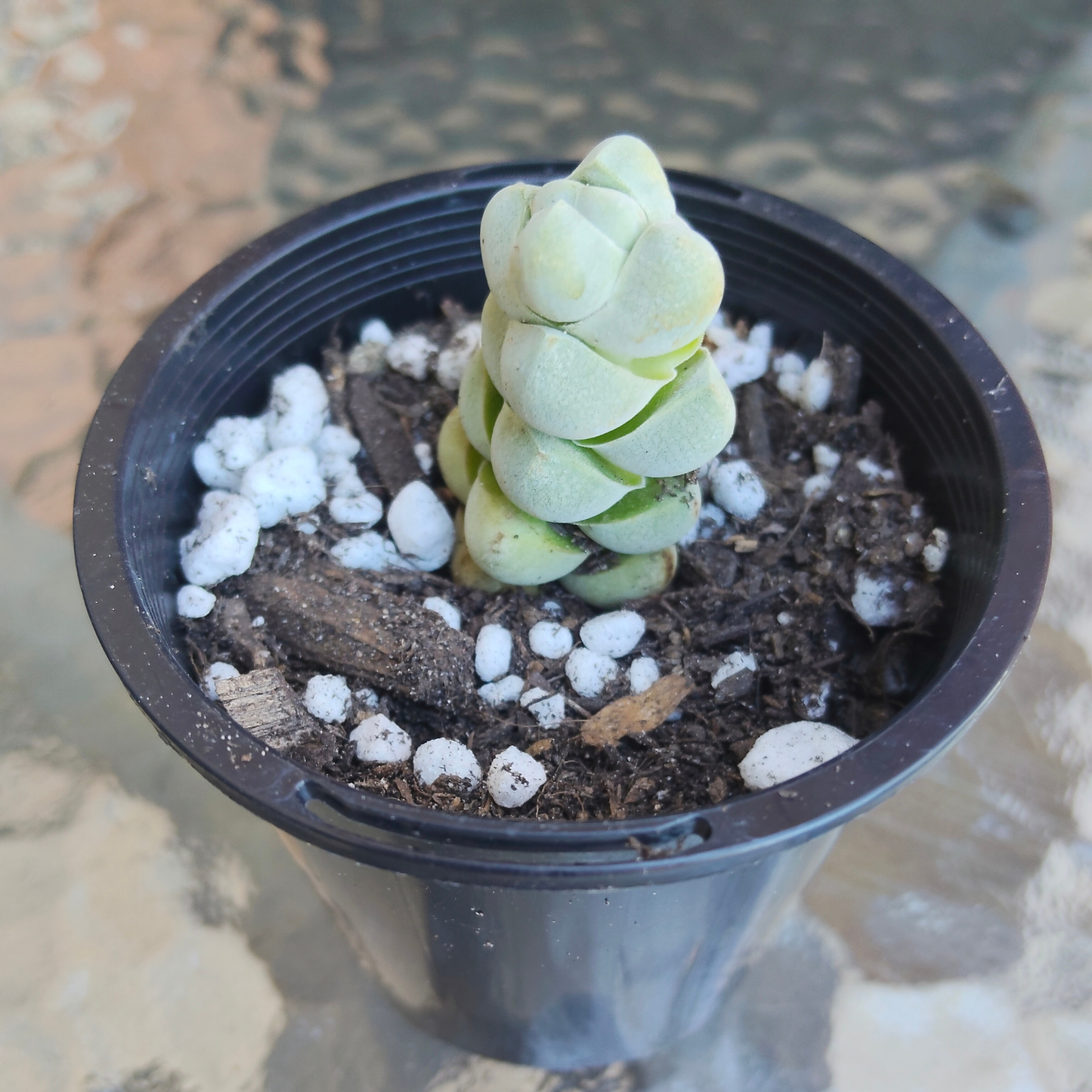 Crassula arta (small)