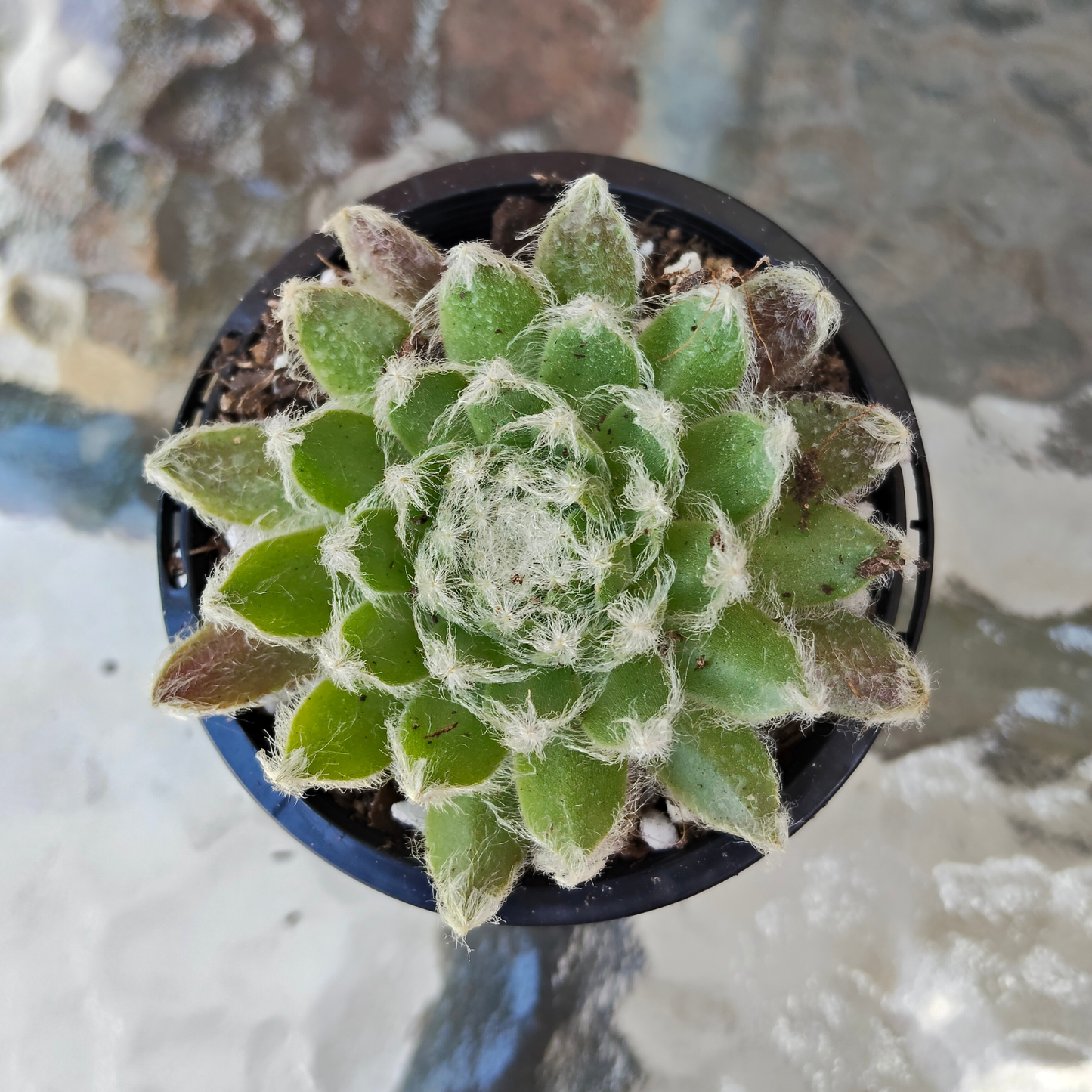 Sempervivum 'Ashes of Roses'