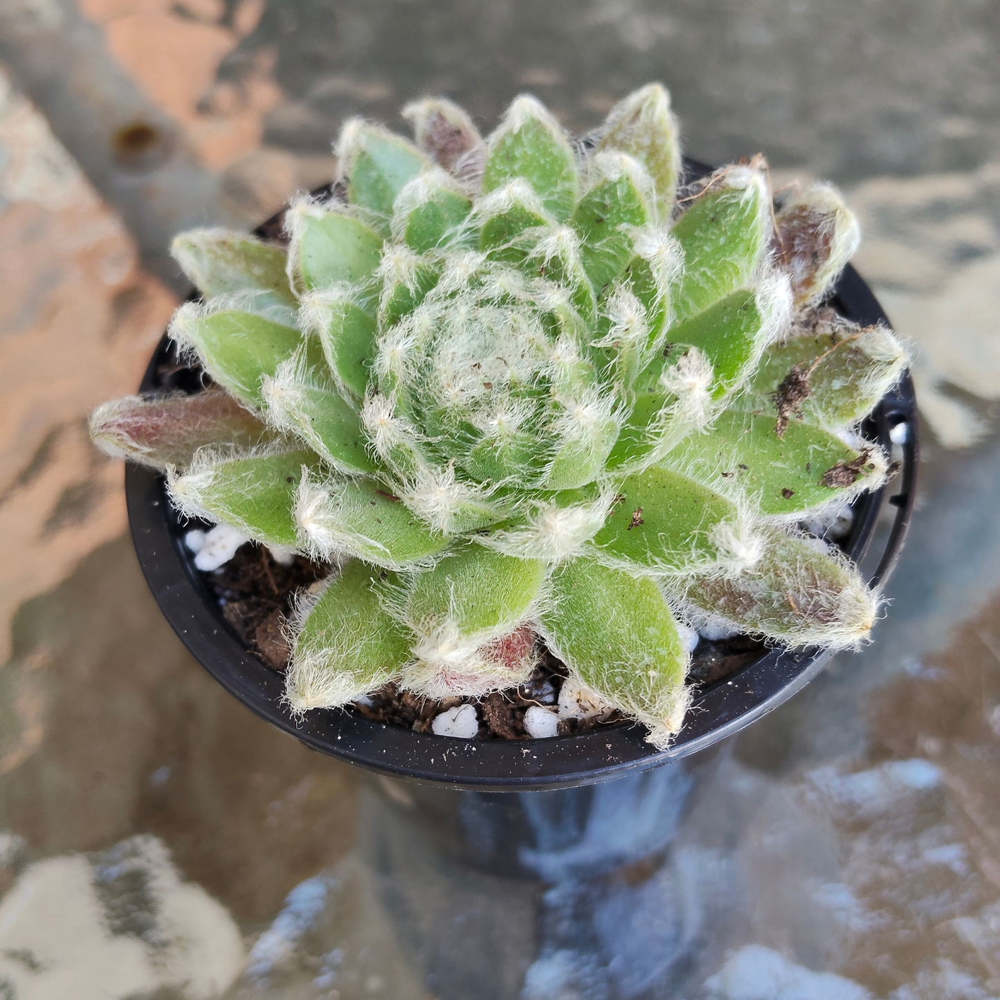 Sempervivum 'Ashes of Roses'