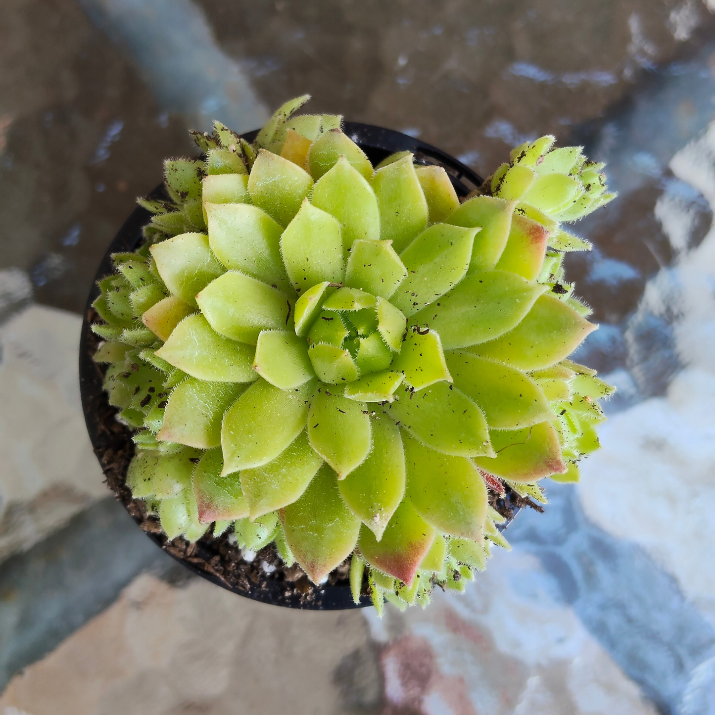 Sempervivum 'Atlanticum'