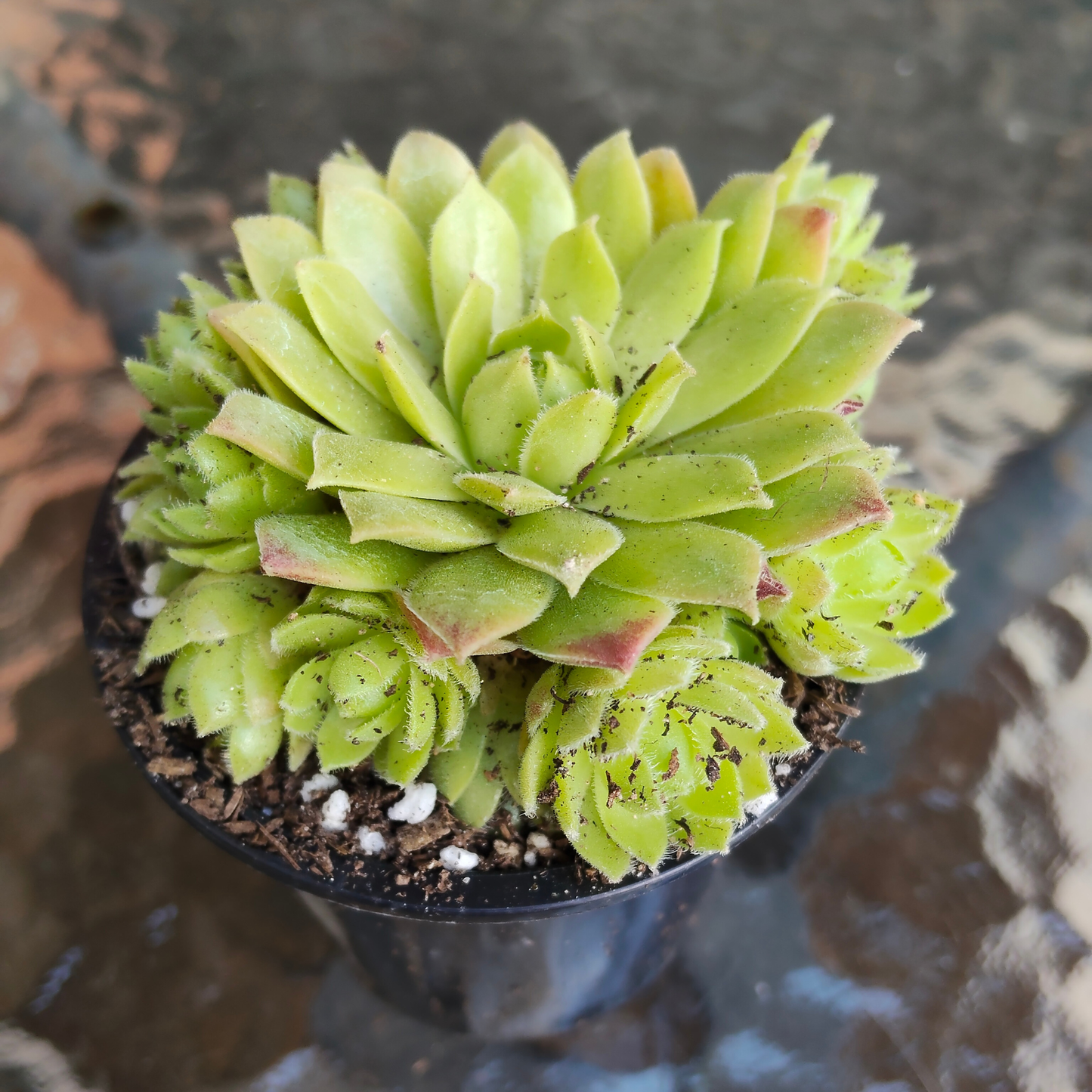 Sempervivum 'Atlanticum'