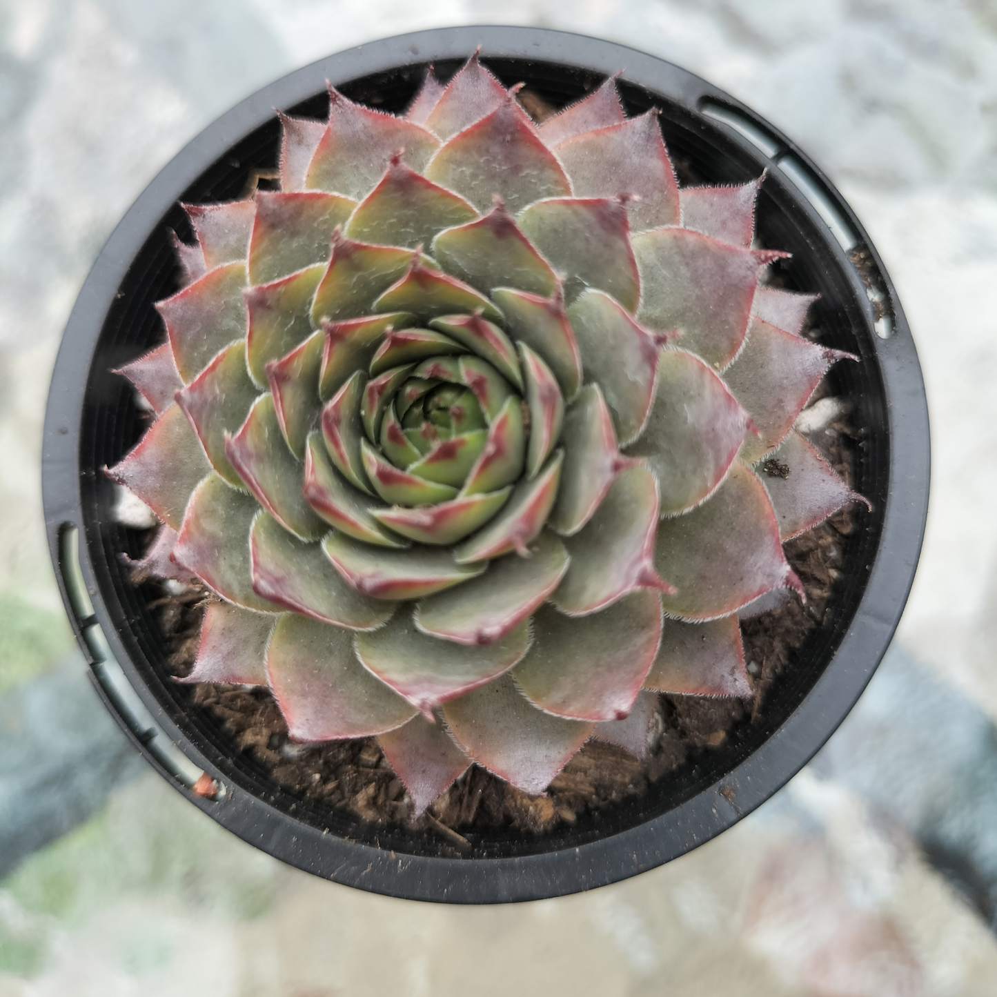 Sempervivum calcareum 'Atropurpureum'