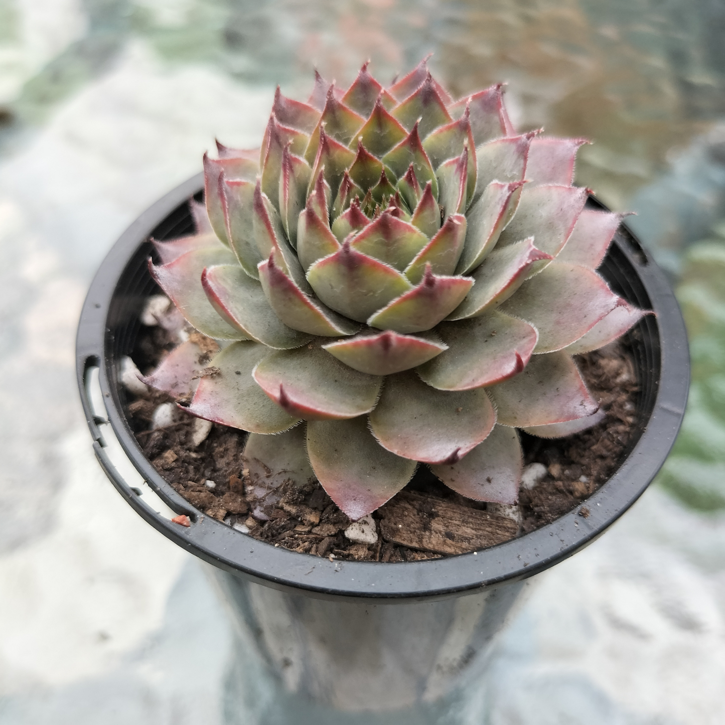 Sempervivum calcareum 'Atropurpureum'