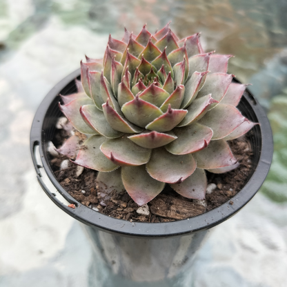 Sempervivum calcareum 'Atropurpureum'