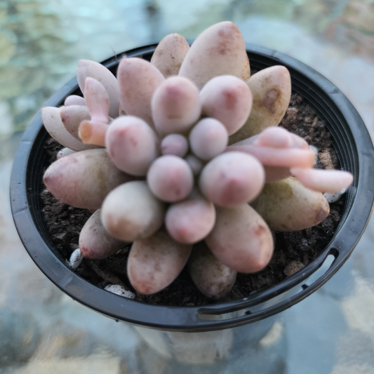 Pachyphytum 'Baby Finger'