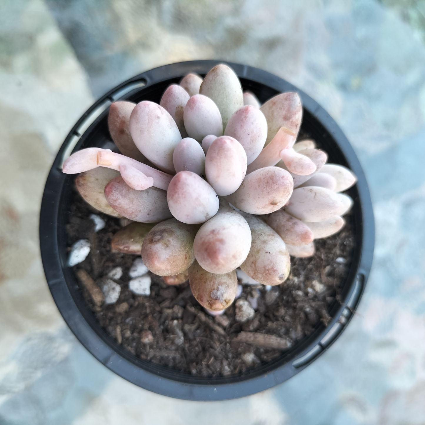 Pachyphytum 'Baby Finger'