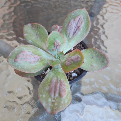 Echeveria Baron Bold