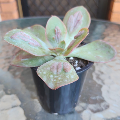 Echeveria Baron Bold