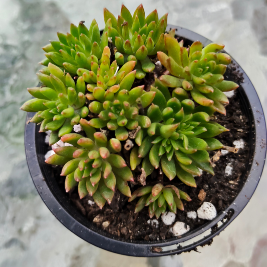Echeveria 'Bella var. Bella' (Small)