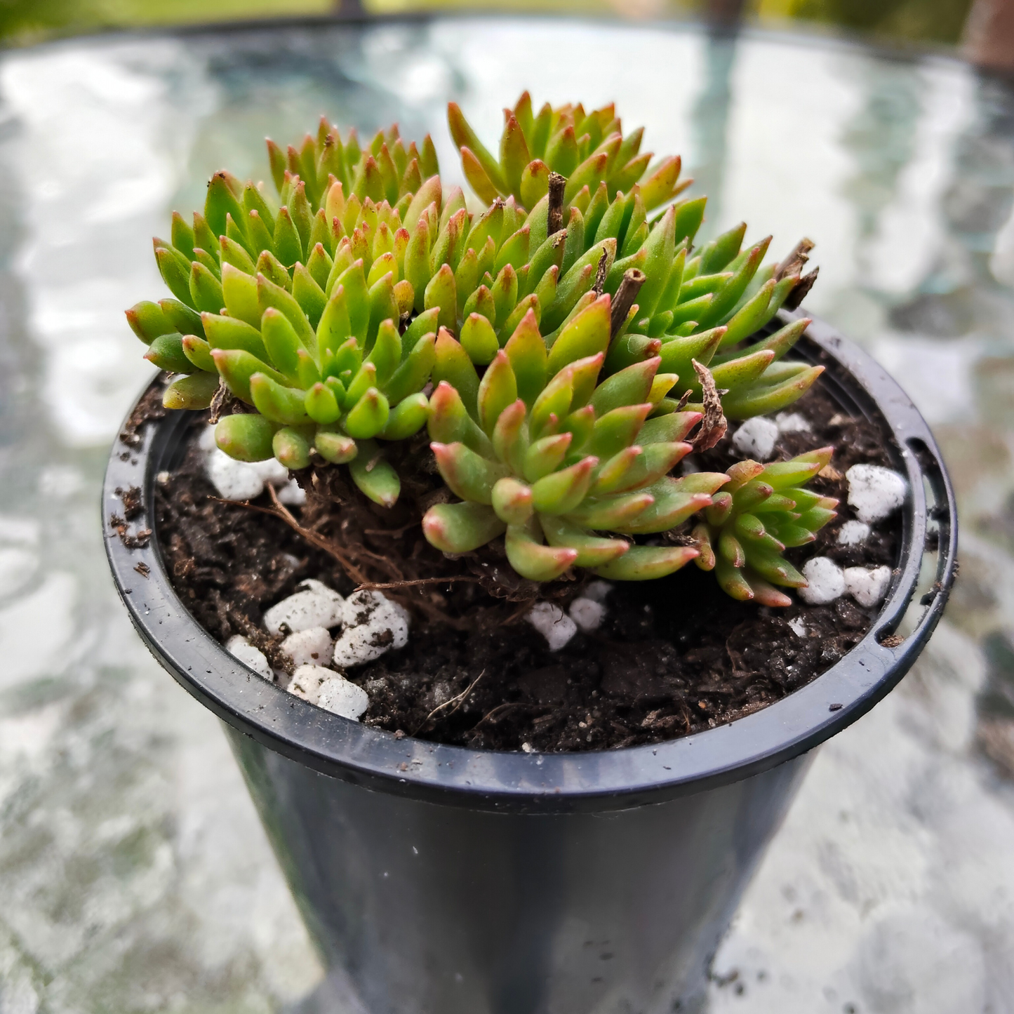 Echeveria 'Bella var. Bella' (Small)