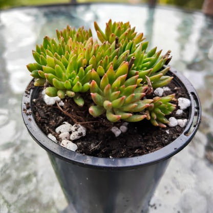 Echeveria 'Bella var. Bella' (Small)