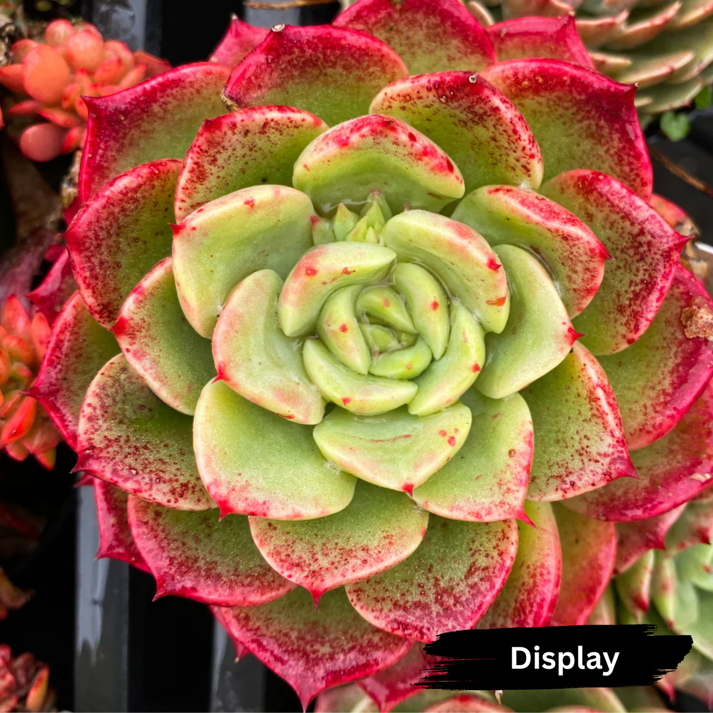 Echeveria Bella Donna