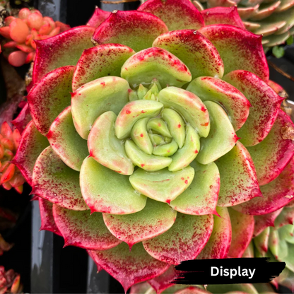 Echeveria Bella Donna