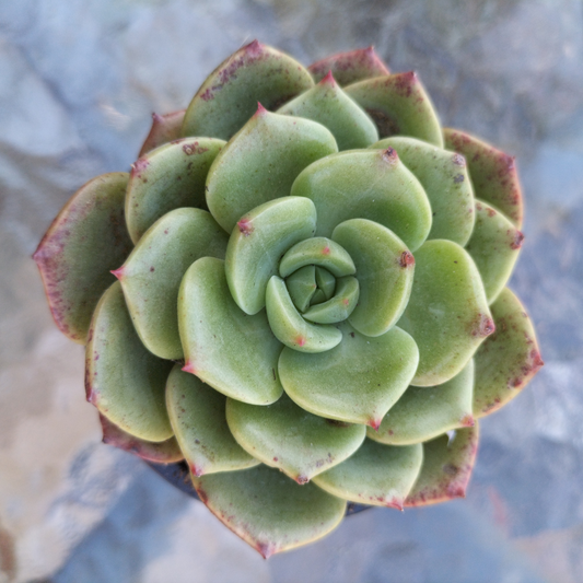 Echeveria Bella Donna