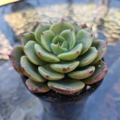 Echeveria Bella Donna