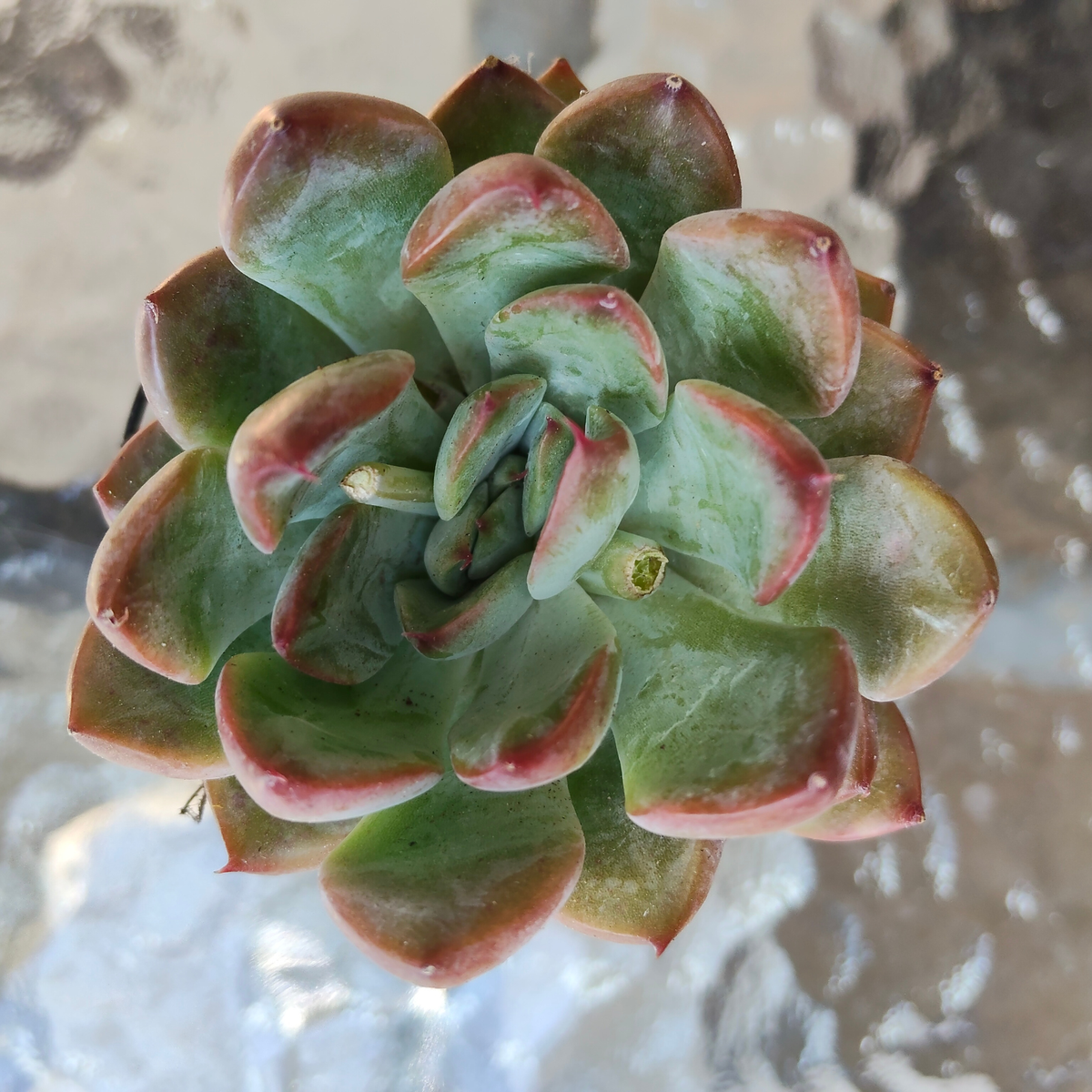 Echeveria 'Beniothine'