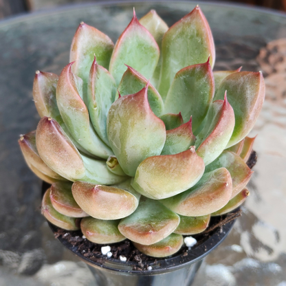 Echeveria 'Beniothine'