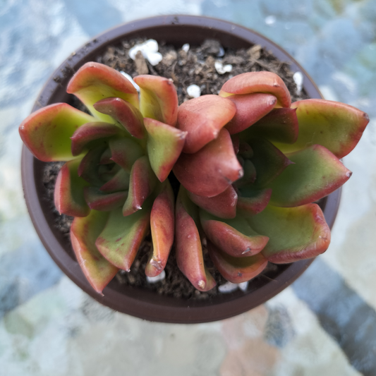 Echeveria 'Benimusume'