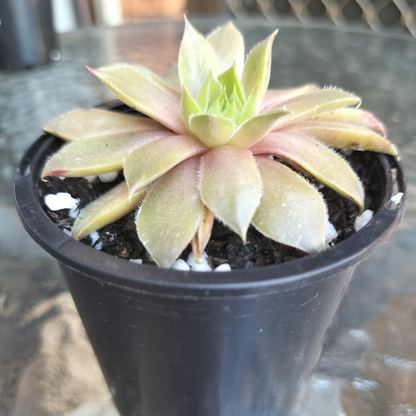 Sempervivum 'Bernstien'