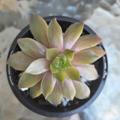 Sempervivum 'Bernstien'