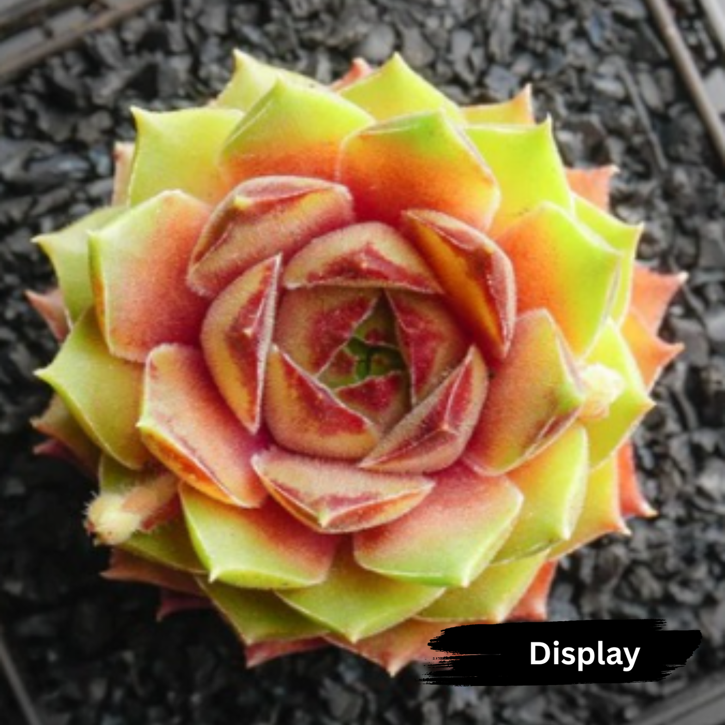 Sempervivum 'Bernstien'
