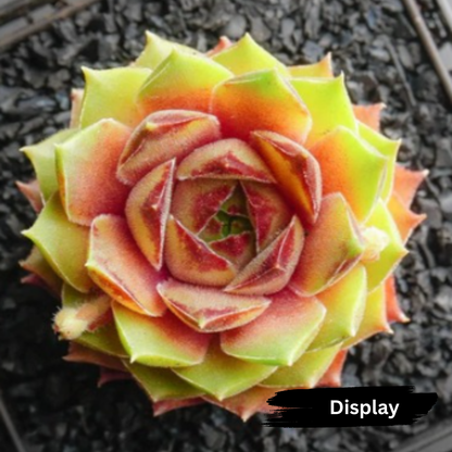 Sempervivum 'Bernstien'