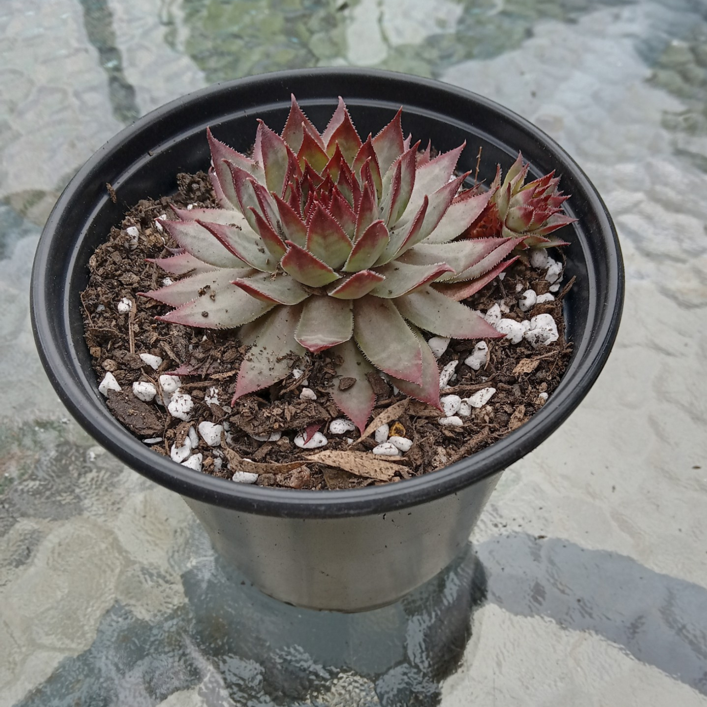 Sempervivum 'Berwick Red'
