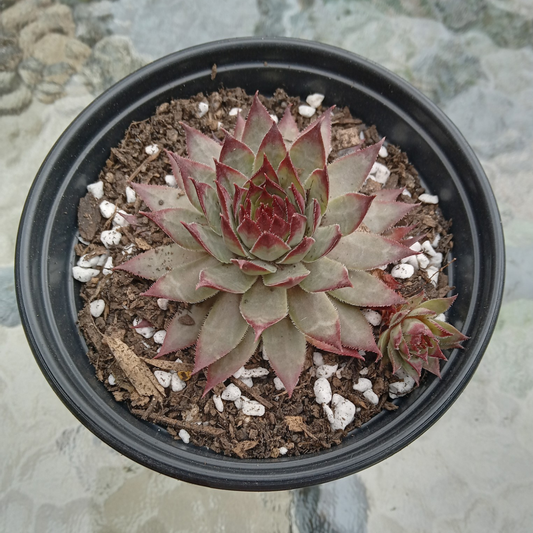 Sempervivum 'Berwick Red'