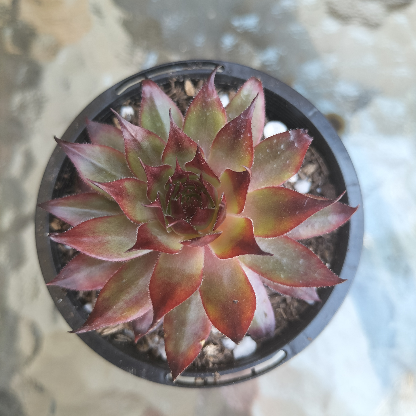 Sempervivum 'Berwick Red'