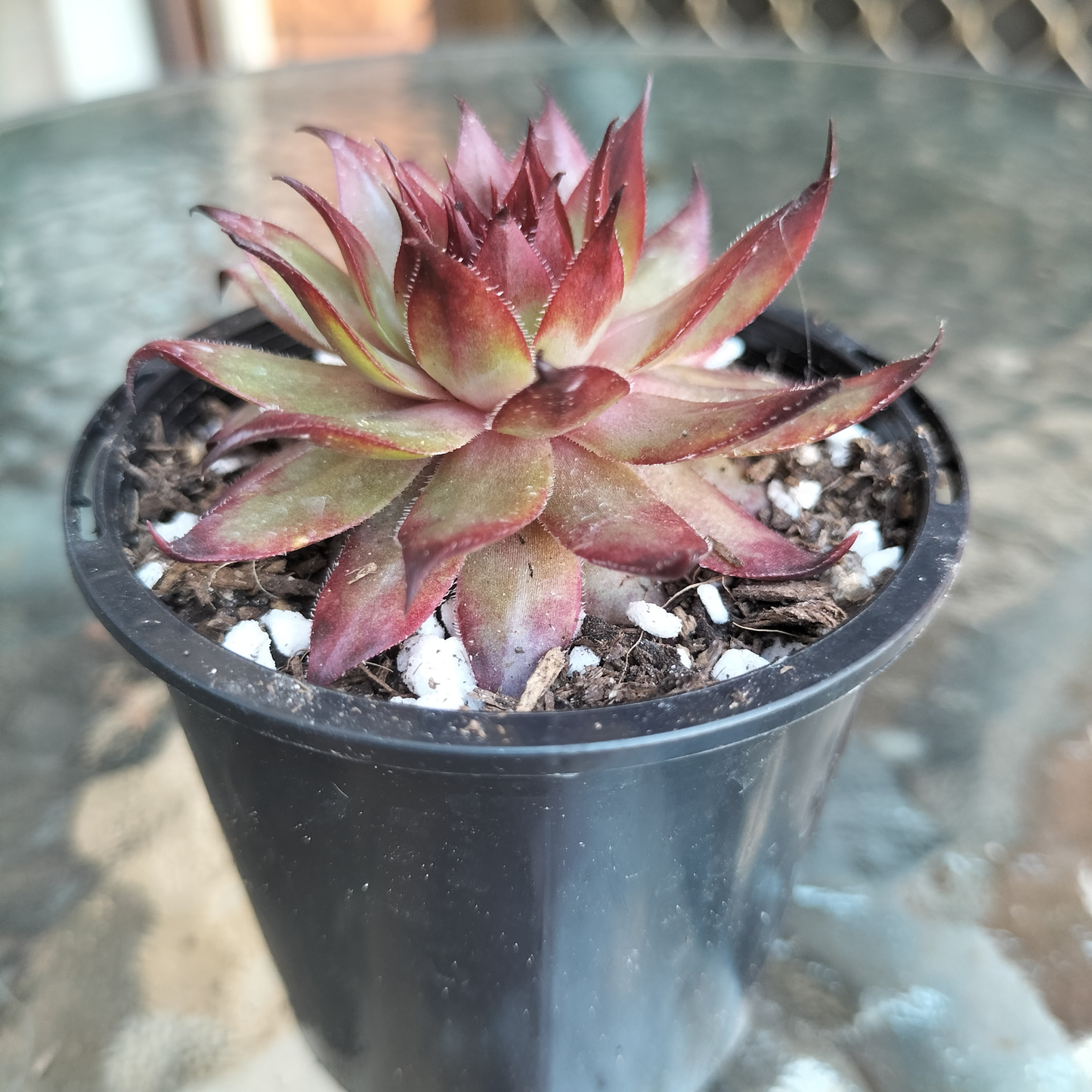 Sempervivum 'Berwick Red'