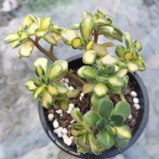 Aichryson bethencourtianum Variegated