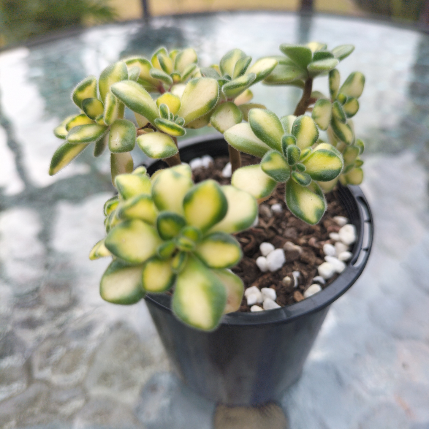 Aichryson bethencourtianum Variegated