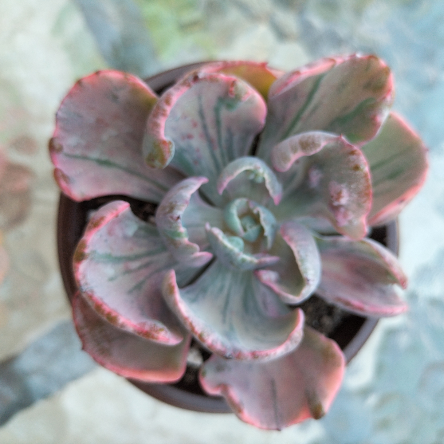 Echeveria 'Beyonce Rainbow' Variegated (Rare)