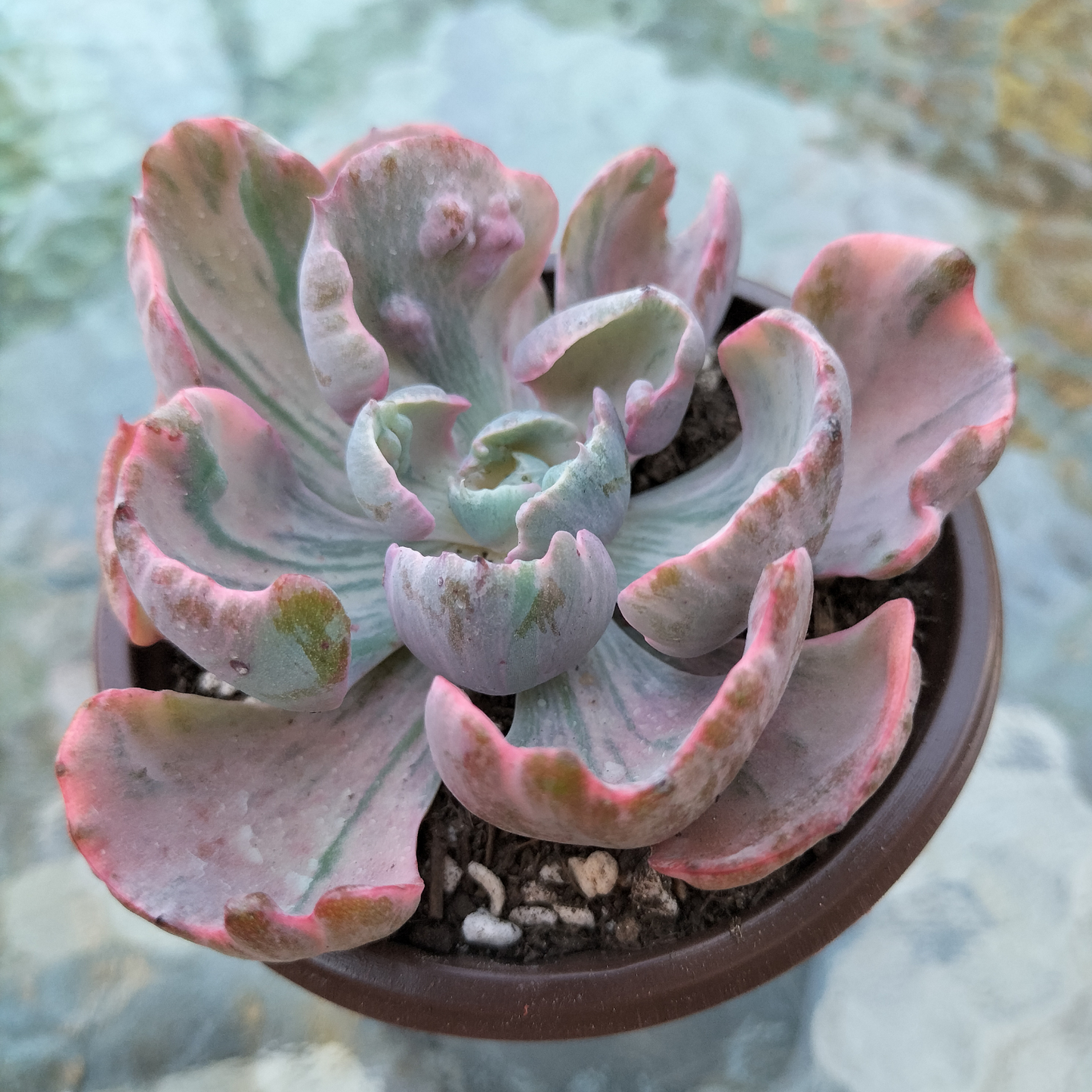 Echeveria 'Beyonce Rainbow' Variegated (Rare)