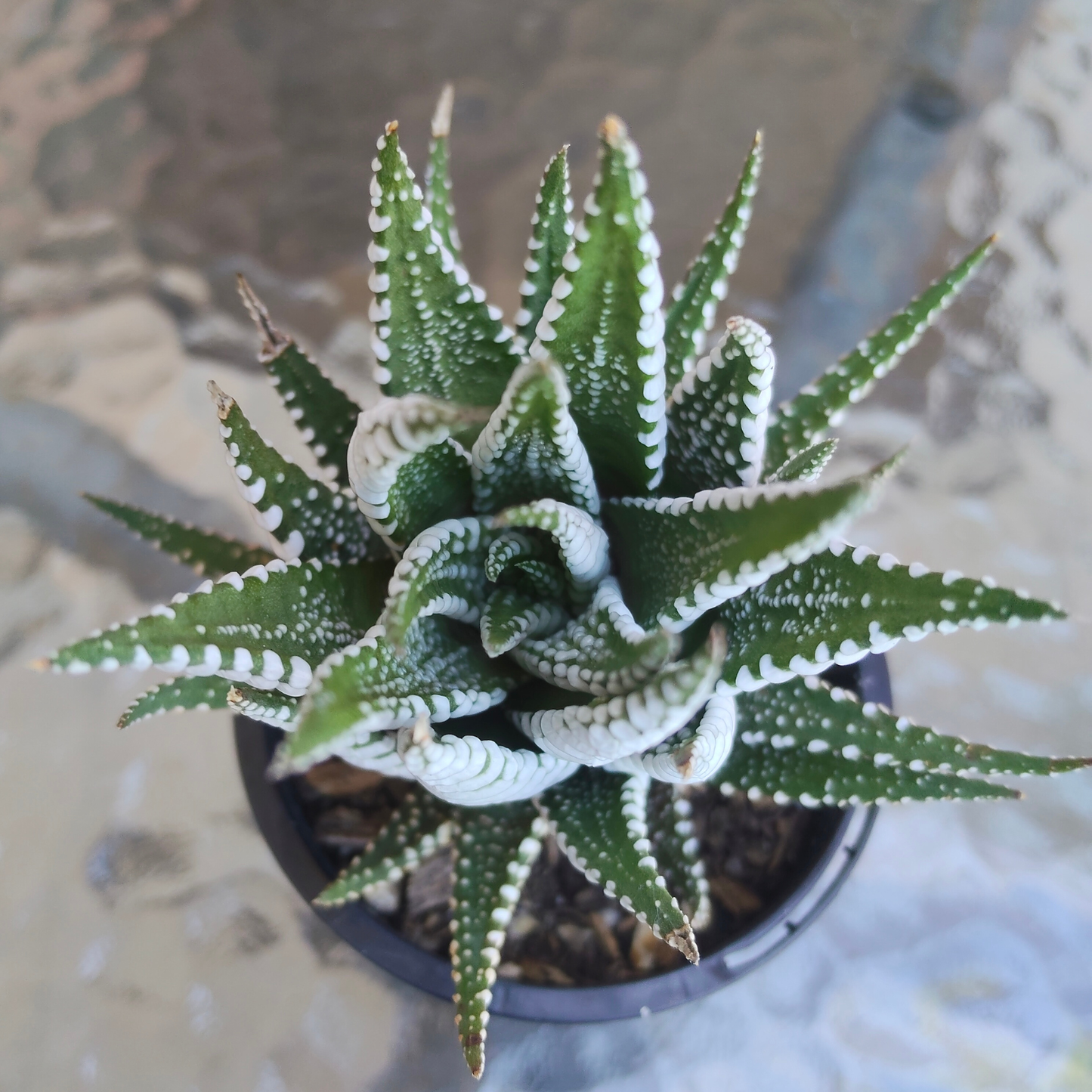 Haworthia 'BIG BAND'