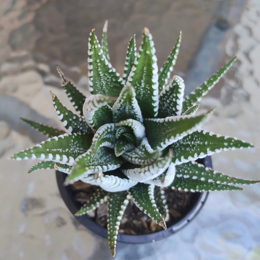 Haworthia 'BIG BAND'