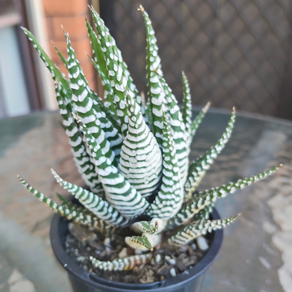 Haworthia 'BIG BAND'