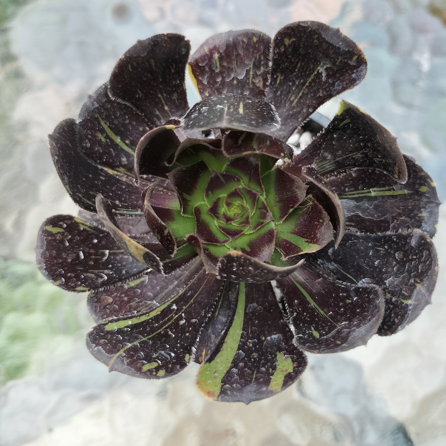 Aeonium 'Big Bang'