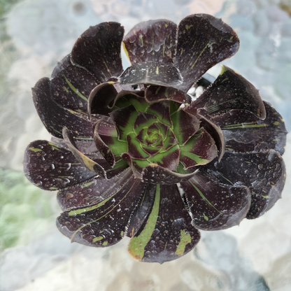 Aeonium 'Big Bang'