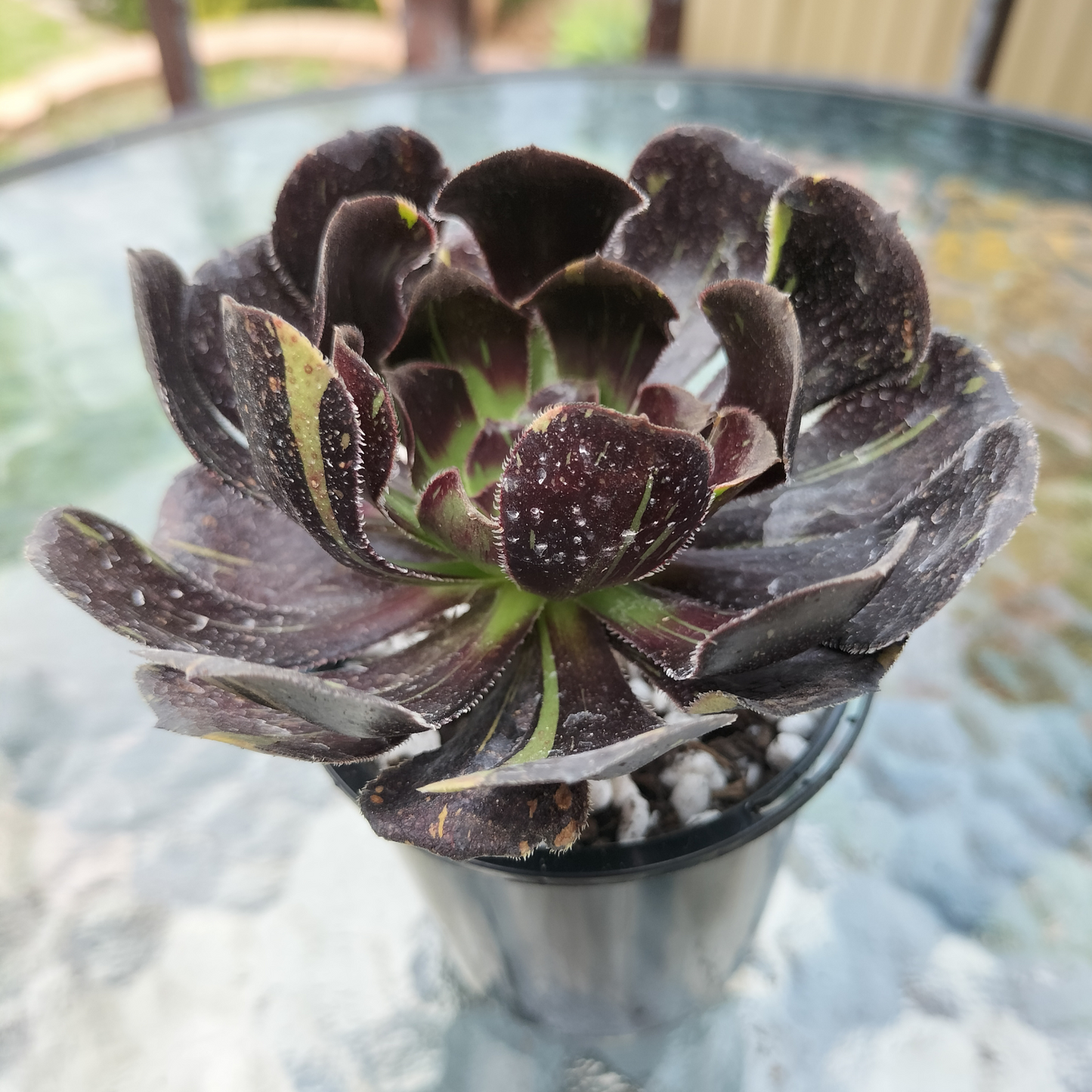 Aeonium 'Big Bang'