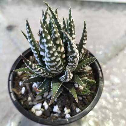 Haworthia 'BIG BAND'